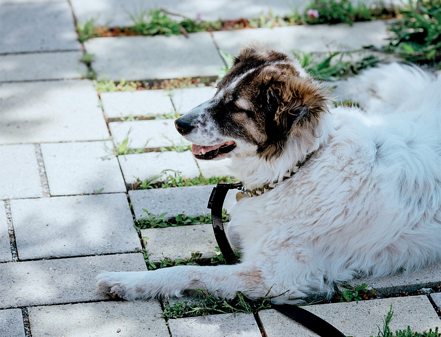 Hund auf Bürgersteig mit Tescado Pflastersteinen und Längsrasenfugensteinen mit Vario-Funktion