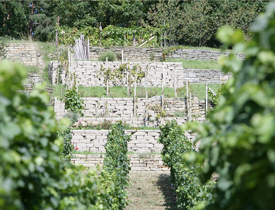 SANTURO ökologische Weinbergmauer in der Farbe Schilfsand auf einem Weinberg