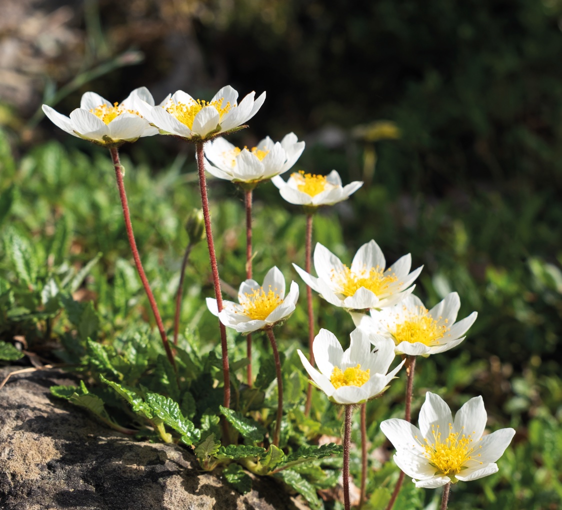 Bild Garten Silberwurz Blüten